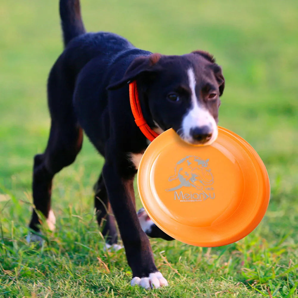 Dog Training Disc - Durable