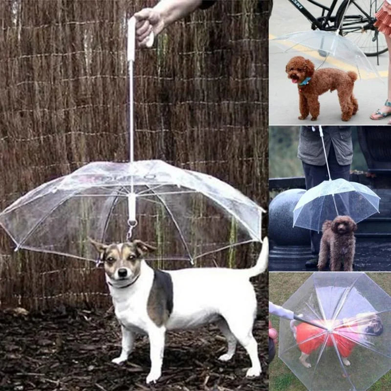 Dogs Leading Umbrellas