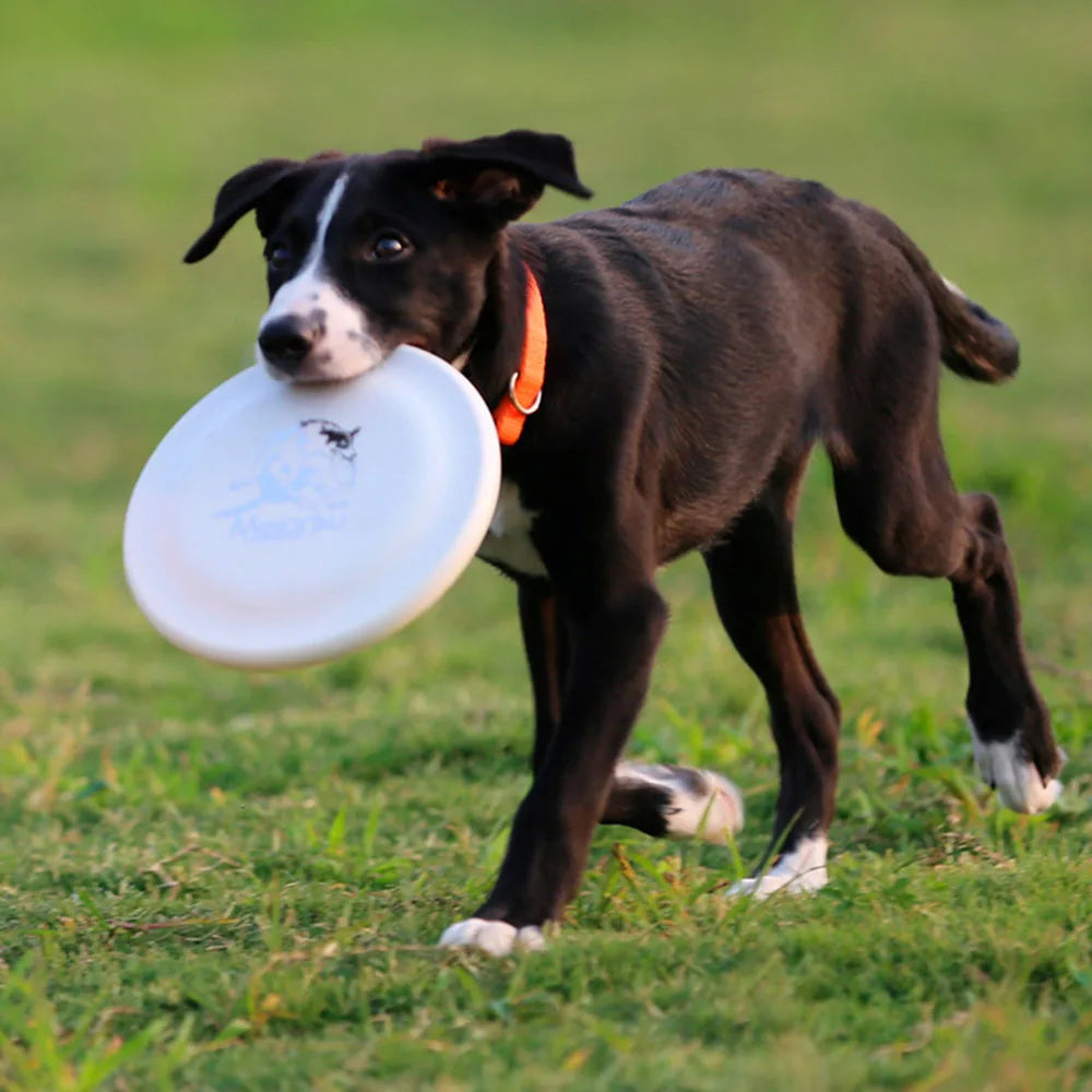 Dog Training Disc - Durable