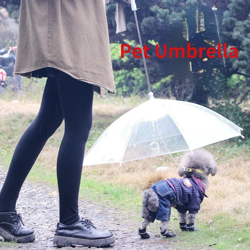 Dogs Leading Umbrellas