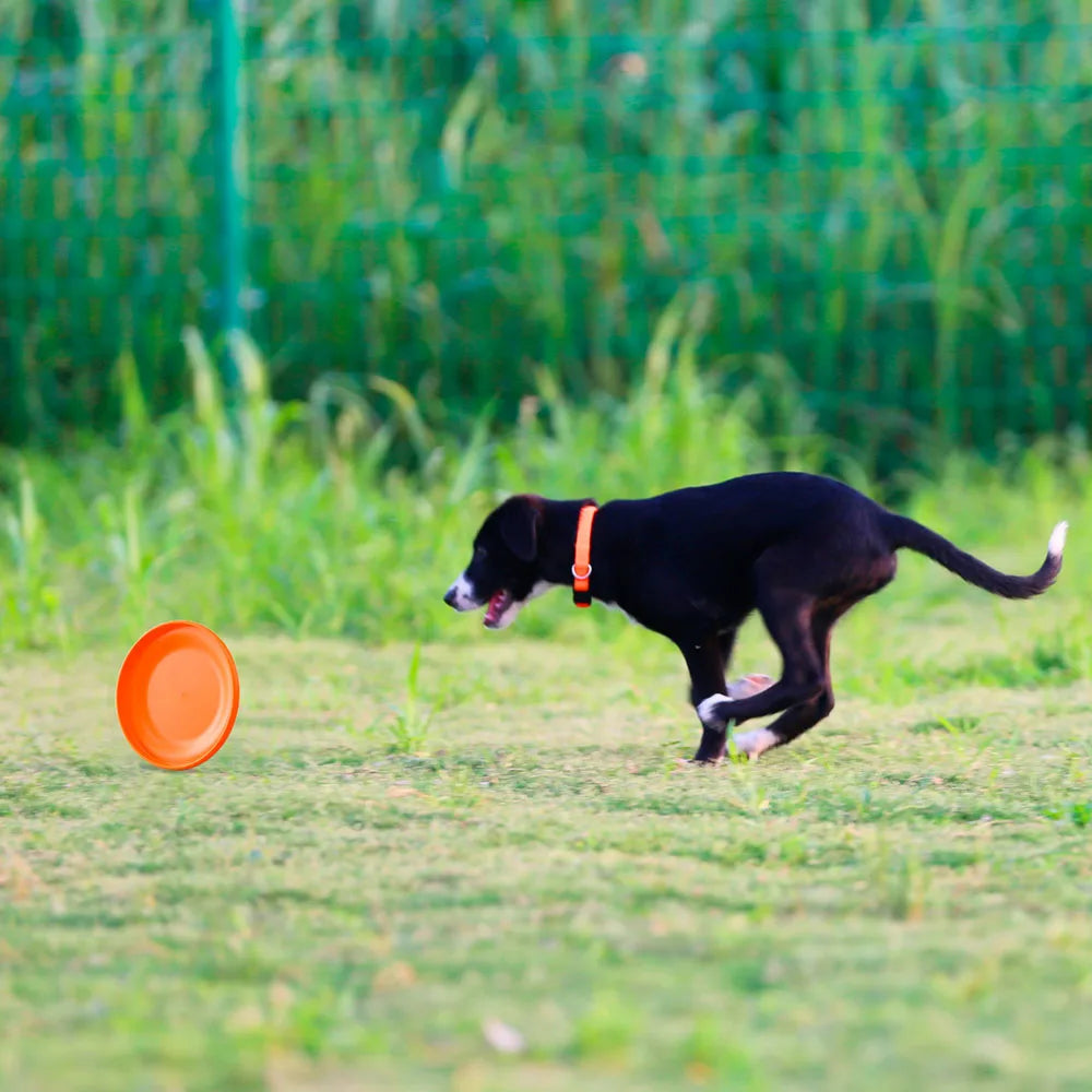 Dog Training Disc - Durable